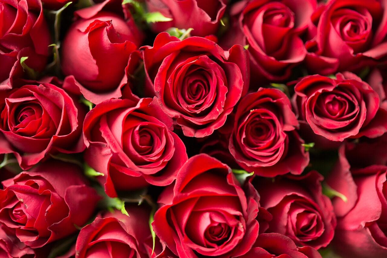 Romantic Activities for Valentine’s 2020 in Estes Park